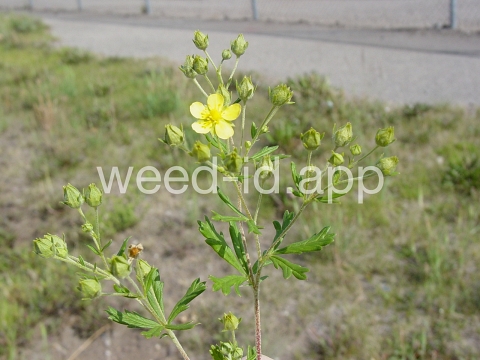 cinquefoil, silvery